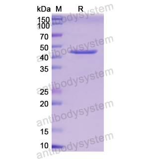 Recombinant Human CHGB, N-His