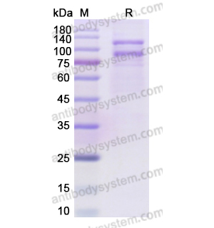 Recombinant Human CD61/ITGB3, C-Strep