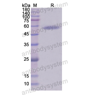 Recombinant Human CD18/ITGB2, N-GST