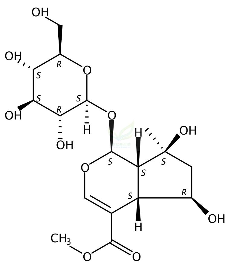 山栀苷甲酯