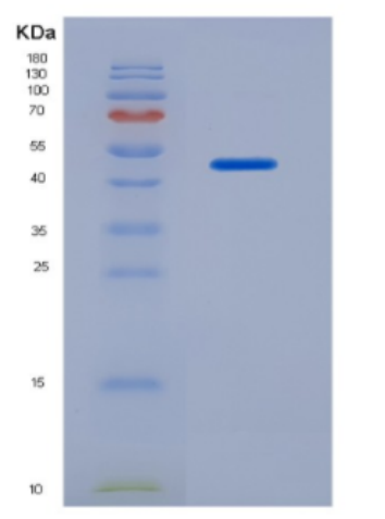 Recombinant Fibroblast Growth Factor 7 (FGF7)