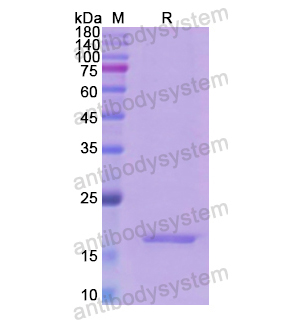 Recombinant Human INHA, N-His