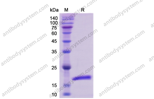 Recombinant Human IL4, C-His