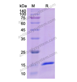 Recombinant Human IL5, N-His