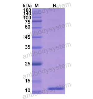 Recombinant Human MPO, N-His