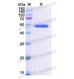 Recombinant Human ALPL, N-His