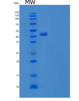 Recombinant Human OX-40L / TNFSF4 / CD252 Protein (Fc Tag)