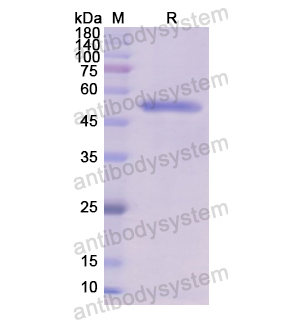 Recombinant Human CD54/ICAM1, N-His