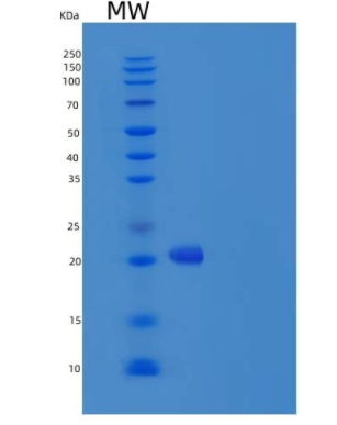 Recombinant Human IFNA4 Protein (His Tag)