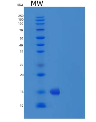 Recombinant Human RSPO3 Protein (aa 1-146, His Tag)