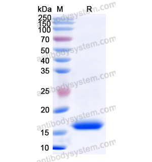 Recombinant Human BCHE, N-His