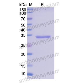 Recombinant Human CD23/FCER2, N-His