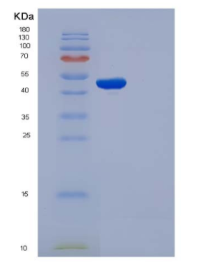 Recombinant Mouse CDC37 / CDC37A Protein