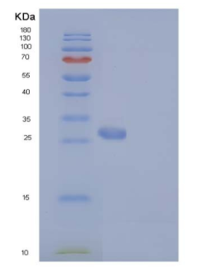 Recombinant Human IgG1-Fc Protein (103 Cys/Ser)