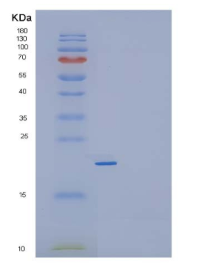 Recombinant Mouse Interleukin-23/IL-23 Protein