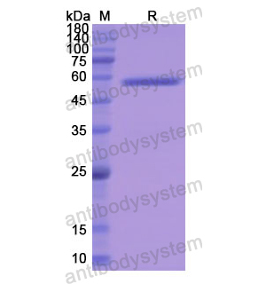 Recombinant Human P4HB, N-GST