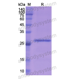 Recombinant Human ASGR1, N-His