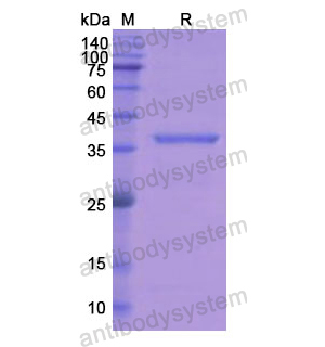 Recombinant Human ASGR2, N-His