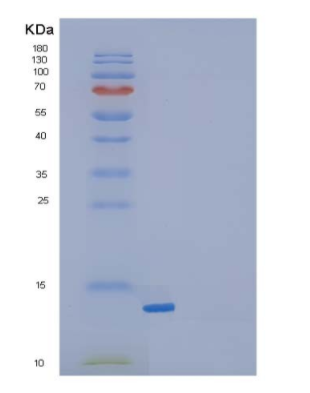 Recombinant Mouse Transforming Growth Factor β-1/TGFβ1/TGFB1 Protein