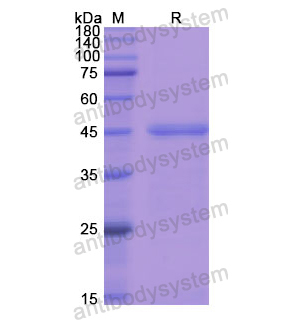 Recombinant Human C8G, N-GST