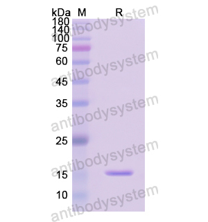 Recombinant Human GRP, N-His