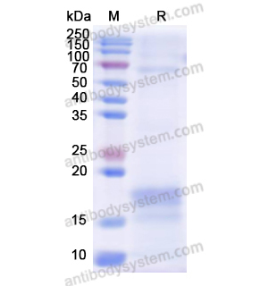 Recombinant Human CD3E, C-His