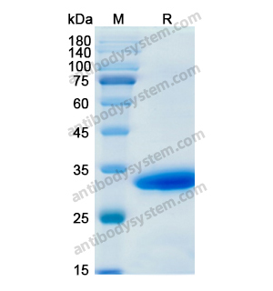 Recombinant Human CTSB, N-His