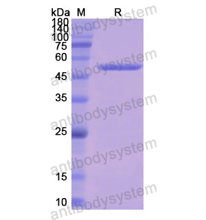 Recombinant Human FH, C-His