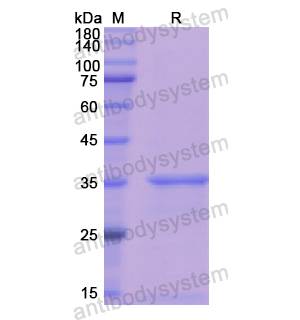 Recombinant Human SP1, N-His