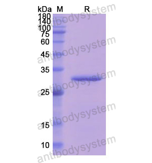 Recombinant Human CD55, N-His