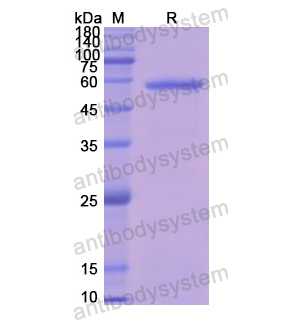 Recombinant Human CD243/ABCB1, N-GST