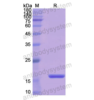 Recombinant Human CD98/SLC3A2, N-His