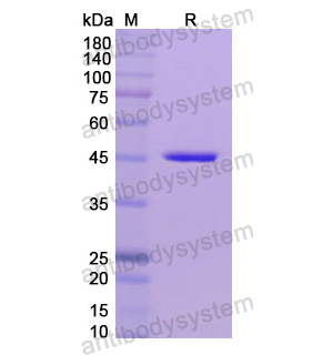 Recombinant Human MMP3, N-His