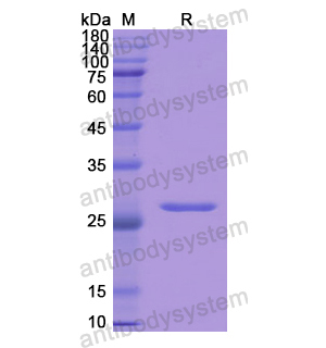 Recombinant Human GSTA1, N-His