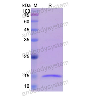 Recombinant Human INHBA, N-His