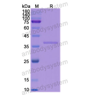 Recombinant Human CD14, N-His