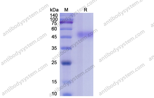 Recombinant Human CD14, C-His