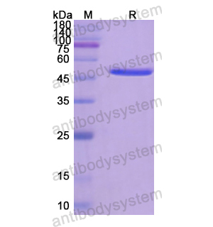 Recombinant Human CD45/PTPRC, N-His