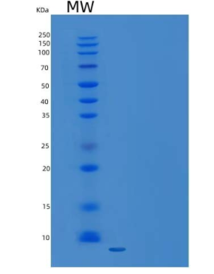 Recombinant Mouse CXCL3 / GRO gamma Protein (His Tag)