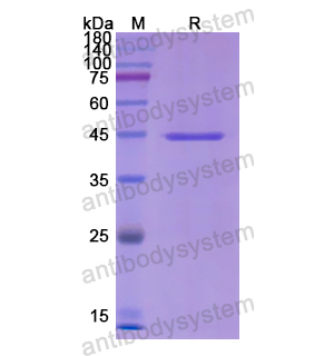 Recombinant Human CD49e/ITGA5, N-GST