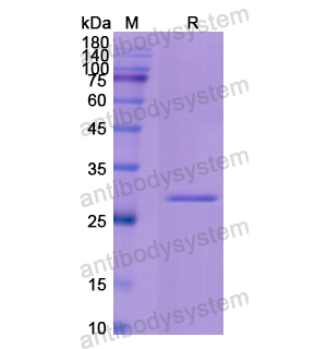 Recombinant Human FGF2, N-SUMO