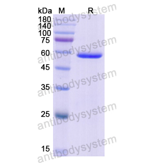 Recombinant Human CELA3A, N-GST