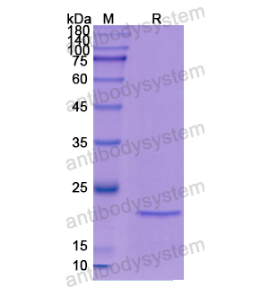 Recombinant Human MMP7, N-His