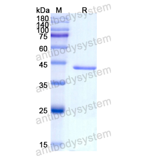 Recombinant Human PAEP, N-GST