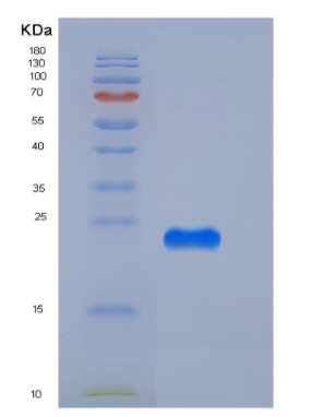 Recombinant Mouse CREG / CREG1 Protein (His tag)