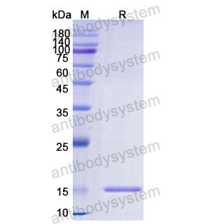 Recombinant Human HMOX1, N-His