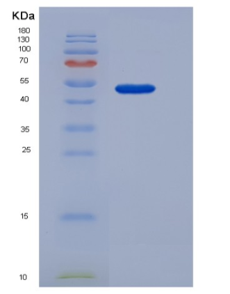 Recombinant Mouse COLEC10 Protein (Fc tag)