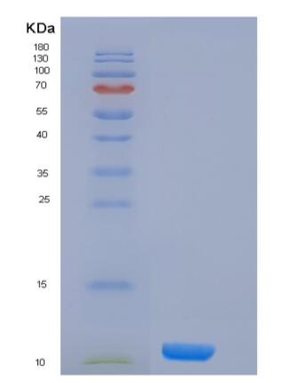 Recombinant Human Histone H4 / HIST2H4A Protein