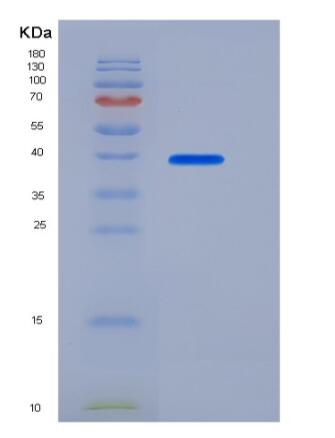 Recombinant Human / Mouse / Rat / Rhesus / Canine BMP-2 Protein (Fc Tag)