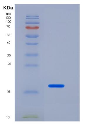 Recombinant Mouse IL-1 beta / IL1B Protein